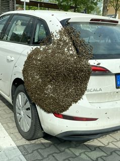 Bienenschwarm  Bild: Polizei