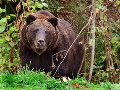 Bär: Selfie-Jäger unterschätzen Wildtiere enorm. Bild: Rudolpho Duba/pixelio.de