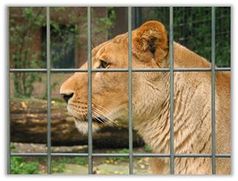 Leidvolles Leben im Zoo für Löwe & Co. Bild: PETA