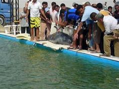 Bild: Gesellschaft zur Rettung der Delphine e.V.