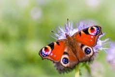Schmetterling: bunte Flügel als Vorbild für Forscher. Bild: flickr.com/sonder3
