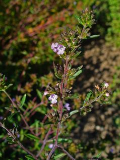 Sommer-Bohnenkraut (Satureja hortensis)