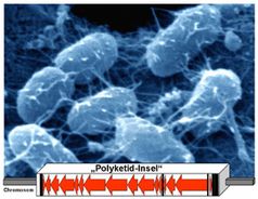 Auf dem Chromosom der Escherichia-coli-Bakterien (oben) liegen die Gene einer neu entdeckten bioaktiven Substanz. Diese kann die Zellteilung von Wirtszellen unterbinden. Grafik: Hilde Merkert