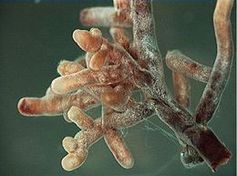 Wurzelspitzen mit Ektomykorrhiza mit einer Amanita-Pilzart Bild:   Thergothon /  Source: http://www.biomedcentral.com/1471-2105/6/178 / de.wikipedia.org