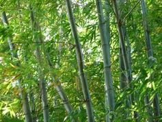 Bambus: Material bald künstlich herstellbar. Bild: pixelio.de/Manfred Schütze