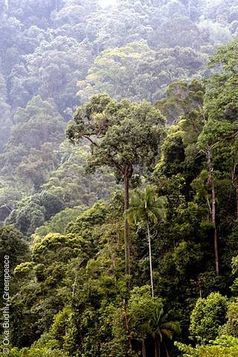 Der Bukit Tigapuluh Nationalpark - eine der letzten Gegenden auf Sumatra, in denen es noch intakten Urwald gibt. / Bild: greenpeace.de