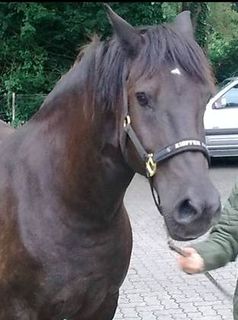 Rico kann an einem kleinen weißen Fleck auf der Stirn identifiziert werden. Bild:  Privat / VIER PFOTEN