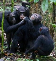 Schimpansen bei Teilen von Nahrung.