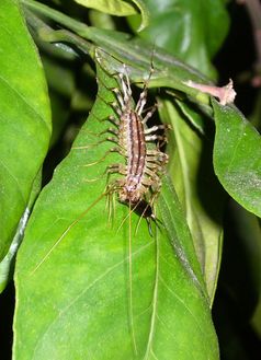 Eine Spinnenläufer (Scutigera Coleoptrata) ißt einen Blattlausliebhaber. Diese Insekten sind vor allem in Süddeutschland und Weinbaugebieten anzutreffen.