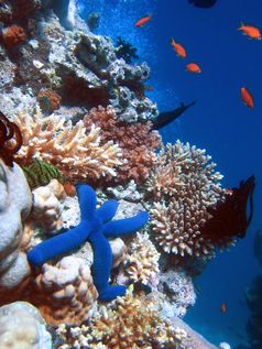 Korallenstock mit einem Blauen Seestern (Linckia laevigata)