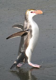 Haubenpinguin