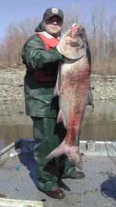 Die Marmorkarpfen erreichen eine stattliche Größe. Bild: asiancarp.org