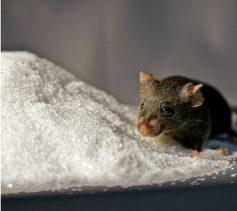 Zucker und Mäuse ohne Serotonin halfen, die Verbindung zwischen Diabetes mellitus und dem 'Wohlfühl'-hormon Serotonin aufzudecken. Bild: Nils Paulmann, MPIMG