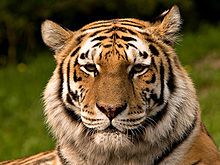 Sibirischer Tiger Bild: S. Taheri, edited by Fir0002 / de.wikipedia.org