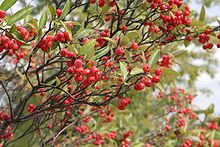Früchte am Strauch von Aronia arbutifolia Bild: Abrahami / de.wikipedia.org