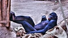 Schimpanse: faulenzt, dumm ist er aber nicht. Bild: pixelio.de, Anja Skeide