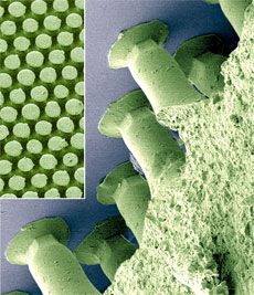 Mikroskopische Aufnahme der biomimetischen Oberflächenstruktur des neuen Haftmaterials. Das von Insektenfußsohlen inspirierte Material (grün) haftet an Glas (blau). Bild: Max Planck-Institut für Metallforschung