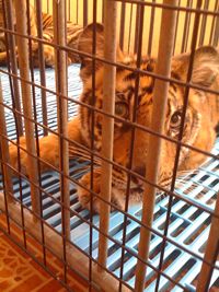 Tigerbabys in winzigen Käfigen. Bild: PETA