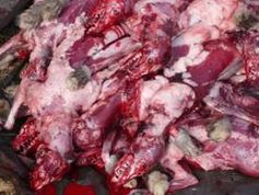 Leichenhaufen mit Weißfüchsen. Bild: PETA Asien
