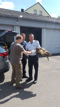 Das Foto zeigt die Übergabe des Uhus an den Greifvogelfachmann.