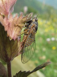 Cicadetta sibillae hat einen hohen Gesang und bringt es auf etwa 4 Zentimeter Flügelspannweite.
Quelle: Universität Basel / Thomas Hertach (idw)