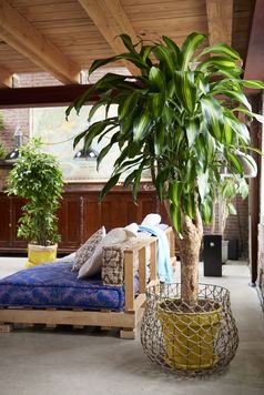 Höchste Zeit, sich mit dem Drachenbaum ein warmes Sommergefühl in die eigenen vier Wände zu holen. Bild: "obs/Blumenbüro/Pflanzenfreude.de"