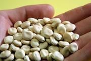 Aus den Samen von Lupinen lässt sich eine cremige Proteinsuspension gewinnen, die sich für die Herstellung fettarmer Wurstwaren eignet. © Fraunhofer IVV