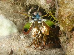 Fangschreckenkrebs: Vorbild für U-Boote. Bild: Harald Schottner, pixelio.de