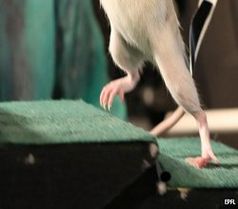 Ehemals gelähmte Ratte: steigt nun sogar wieder Stufen. Bild: EPFL