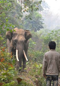 Myanmar: Elefanten helfen bei der Holzarbeit.