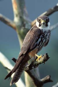 Der Baumfalke ist ein kleiner Falke, dessen auffälligstes Merkmal seine rostroten „Hosen“ (Beingefieder und Unterschwanzdecken) sind.