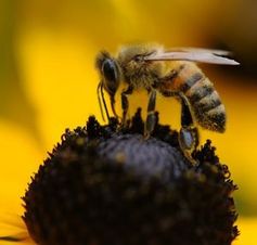 Biene: Wichtige Bestäuber vom Aussterben bedroht.
