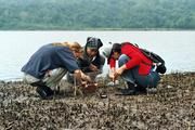 Sammeln von Bodenorganismen an der Lagune Foto: ZMT