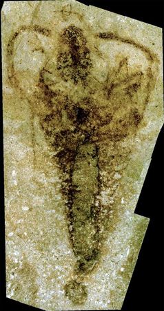 Kein Insekt: die Überreste eines 360 Millionen Jahre alten Fossils namens Strudiella.
Quelle: Foto: Universität Göttingen (idw)