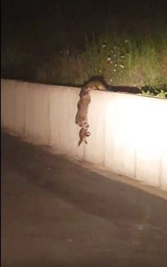 Bild: Screenshot Youtube Video "Beautiful teamwork by a raccoon mother and her babies"