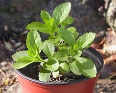 Stevia-Pflanze: Industrie kämpft mit bitterem Abgang. Bild: Flickr/Ruellan
