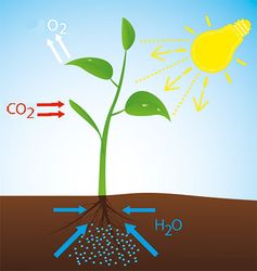 Ohne CO2 gibt es kein Leben auf der Erde (Symbolbild)