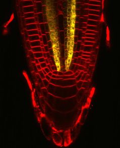 Zu sehen ist die Aktivität des SMXL4 Gens (in gelb) in sehr frühen Phloemzellen der Wurzelspitze von Arabidopsis thaliana. Quelle: Bild: Eva-Sophie Wallner (idw)