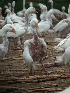 Das Rupfen von lebenden Gänsen ist Tierquälerei. Bild: VIER PFOTEN – Marcus Müller