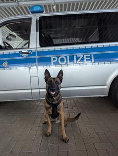 Diensthund Rudi Bild: Polizei