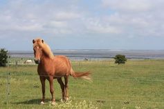 Pferd auf der Weide: Mist als Energieträger. Bild: pixelio.de, Sabine Ullmann