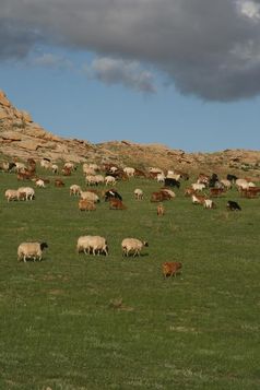 In Trockenräumen gibt es oft nur in regenreichen Jahren hinreichend Futter, um größere Herden zu ernähren.
Quelle: © Senckenberg (idw)