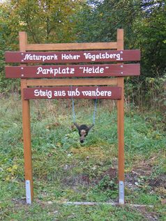 Ziegenkopf am Schild hängend