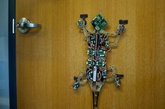 "MicroTug": Roboter ist Tier nachempfunden. Bild: bdml.stanford.edu