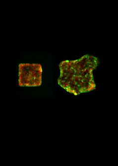 Epithelzellen bewegen sich aus einer ursprünglichen Form (links) kollektiv in die Umgebung (rechts). Die Lokalisation von Merlin ist grün markiert, rot zeigt die Zellkerne. Quelle: Abbildung: Max-Planck-Institut für Intelligente Systeme (idw)