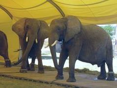 Zirkus: kein schöner Ort für Tiere. Bild:  © PETA