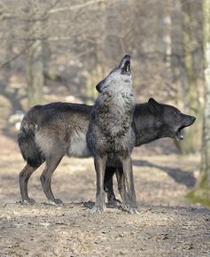 Wölfe heulen, um mit Rudelmitgliedern zu kommunizieren.
Quelle: Walter Vorbeck (idw)
