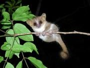 Wissenschaftlerinnen der Stiftung Tierärztliche Hochschule Hannover konnten zeigen, dass sich Graue Mausmakis (Microcebus murinus) verstreut liegende Nahrungsquellen merken können. Foto: M. Joly, TiHo