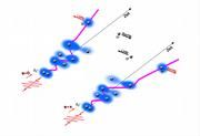 Abbildung: Dissoziation eines Deuterium-Moleküls: unter dem Einfluss eines Femtosekundenpulses (rote Kurve) beginnt die Elektronenwolke (blau) zwischen den Atomkernen (grau) hin und her zu schwingen (lilafarbene Kurve). Nach einer festgelegten Zeit zerfällt das Molekül in ein D+-Ion und ein neutrales D-Atom.  Grafik: AMOLF/MPQ