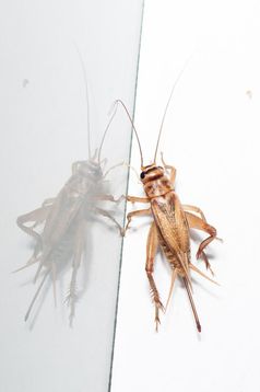 Futterinsekten können zur Entstehung von Allergien beitragen.
Quelle: Foto: Sarah Hochgeschurz/Vetmeduni Vienna (idw)